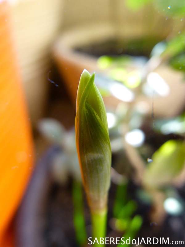 Lírios do Vento (Zephyranthes candida)