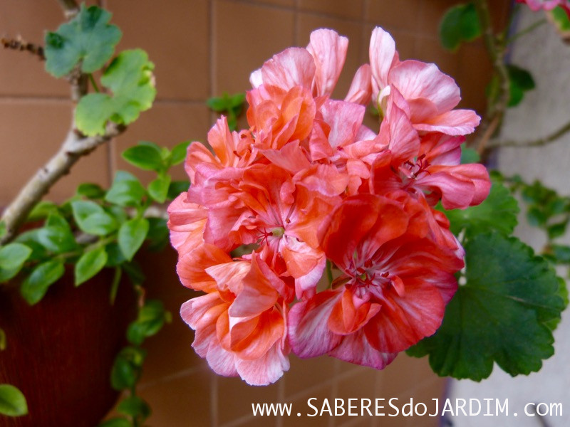 Gerânios (Pelargonium Hortorum)