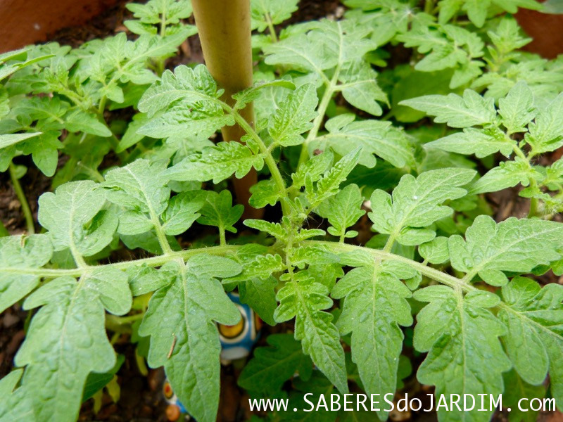 Tomateiro - Tomate - Fungos - Fungicida - Leite