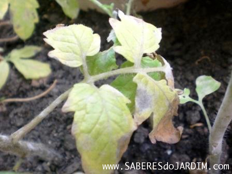 Tomateiro - Tomate - Fungos - Fungicida - Oidium - Leite