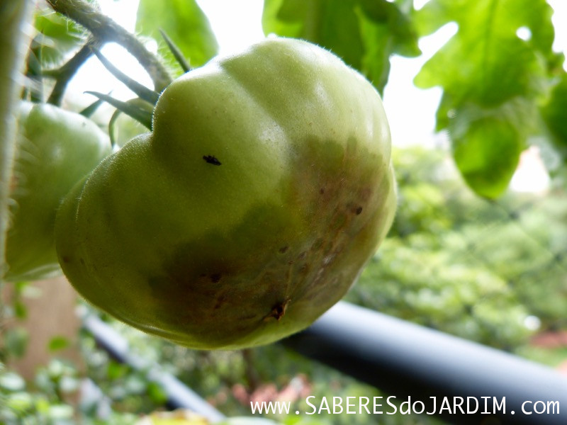 Tomateiro - Tomate - Fungos - Podridão Apical - Fungicida - Leite