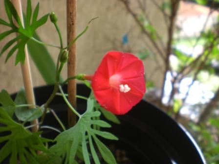 Ipoméia Esqueleto (Ipomoea Quamoclit)