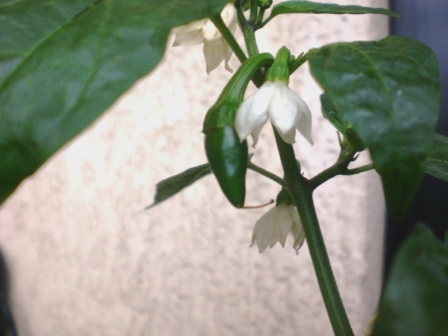 Pimenta Jalapeno