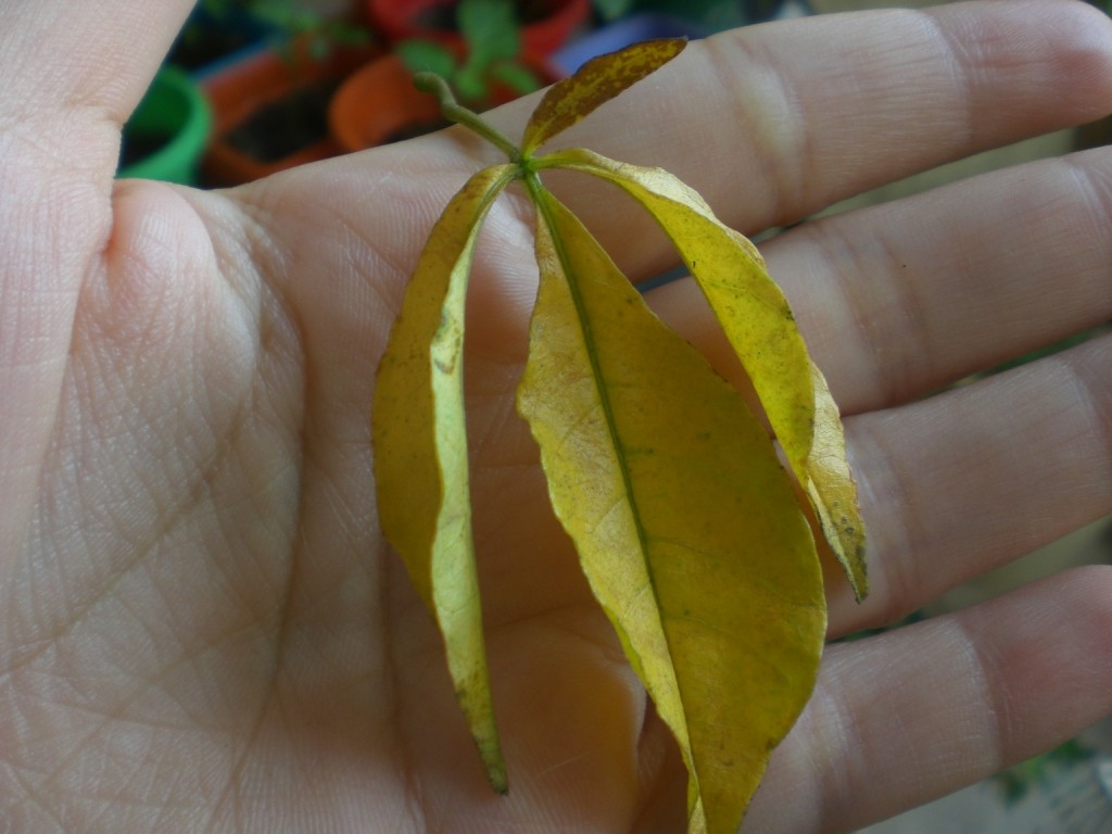 Ácaros - Folha da Ipomeia - Ipomoea purpurea
