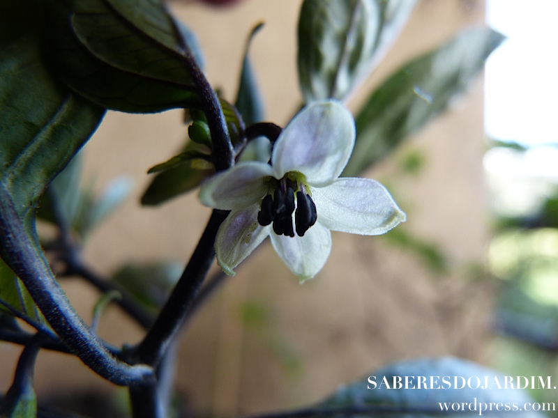 Por que as flores de pimenta caem?