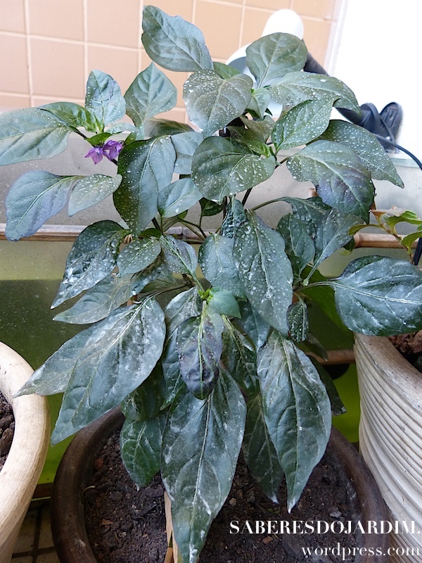 jalapeno_purple_01 (1) (1)