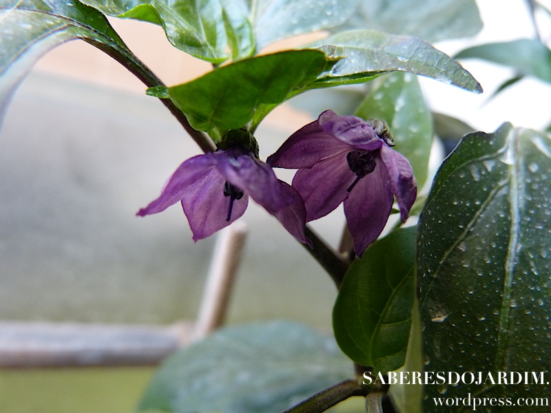 jalapeno_purple_02 (1)