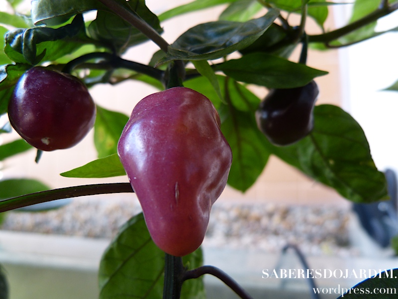 Fruto maduro da cabaça roxa