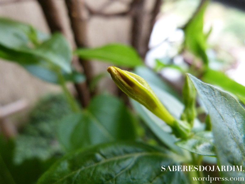 Maravilha (Mirabilis jalapa)