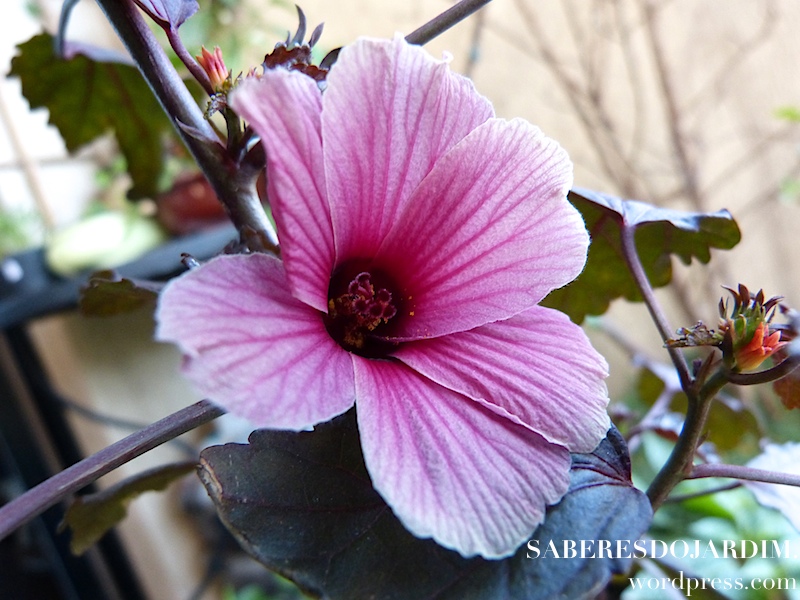 Vinagreira Roxa (Hibiscus acetosella)