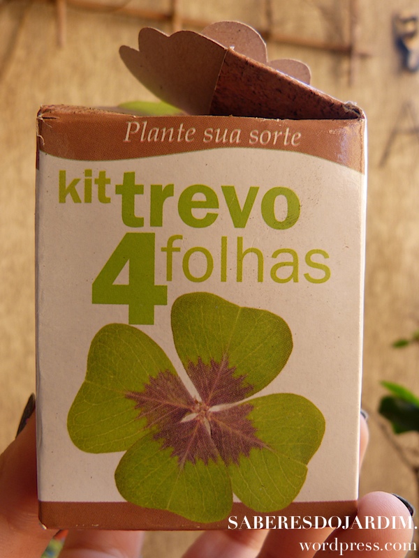 Oxalis - Trevo de 4 folhas