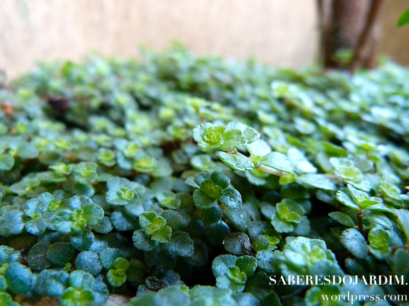 Barba de Moisés (Soleirolia Soleirolii)