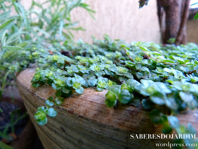 Barba de moisés - Soleirolia Soleirolii