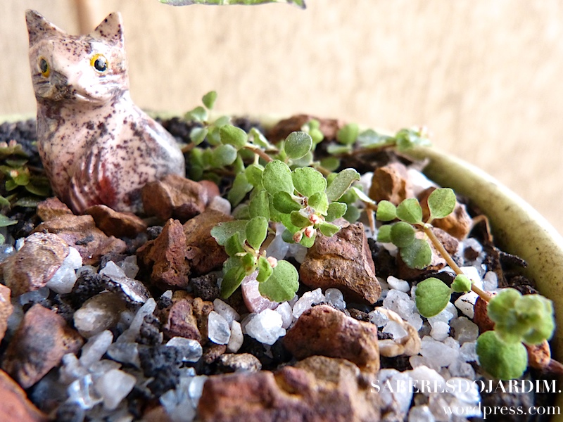 Bonchi - Bonsai de Pimenta Variegata