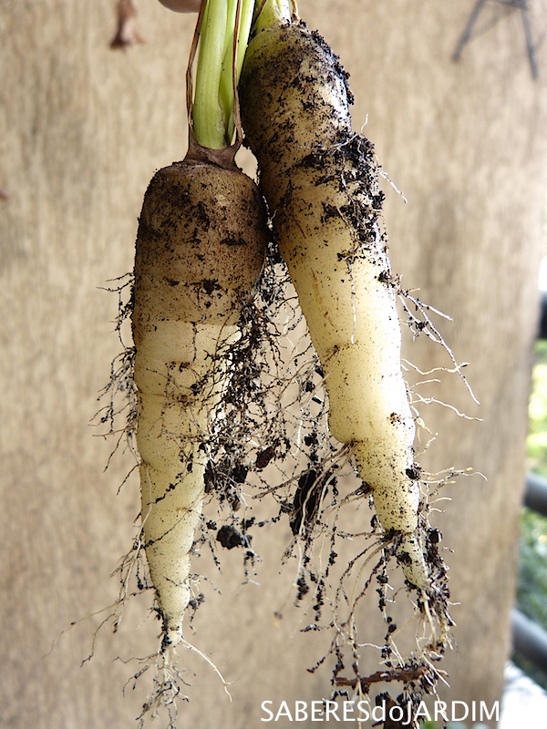 Horta - Cenouras