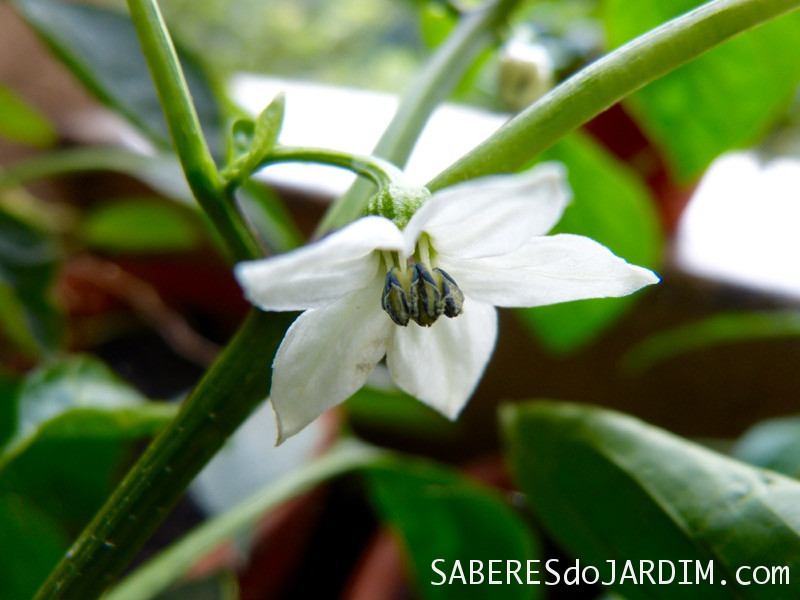 Pimentas de Floricultura