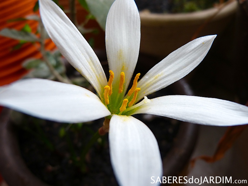 Lírios do Vento (Zephyranthes candida)