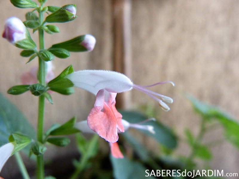 Sálvia Coral (Salvia Coccinea)