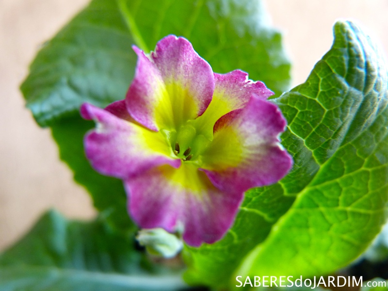 Prímulas (Primula elatior)