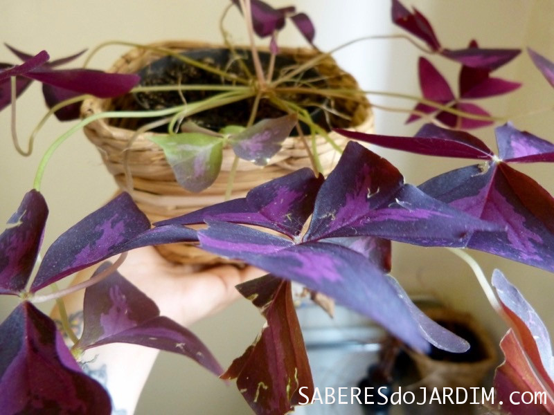 Trevo Roxo (Oxalis regnellii atropurpurea)