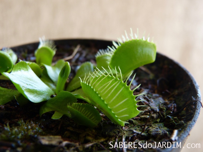 Dionaea Muscipula