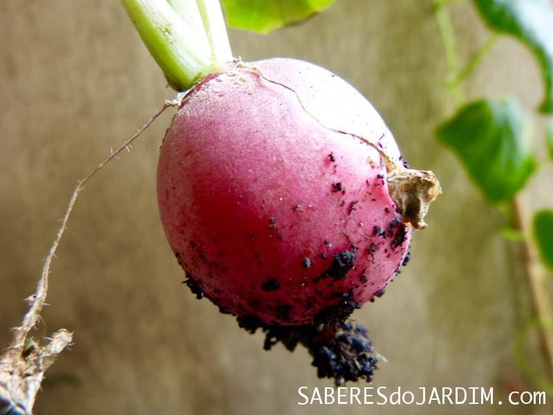 Plantas que Crescem Rápido para Pessoas Ansiosas