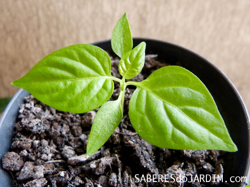 Loja Sementes de Pimenta