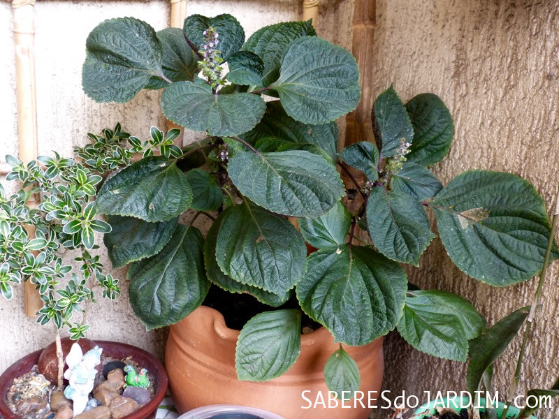 Shiso Perilla Frutescens