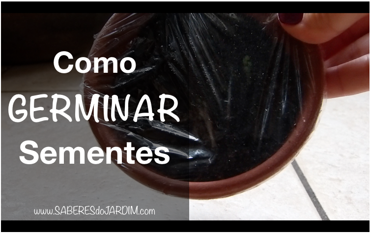 Vídeo – Como Germinar Sementes