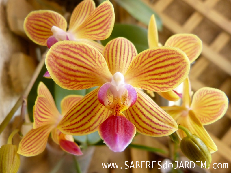 Orquídeas Phalaenopsis