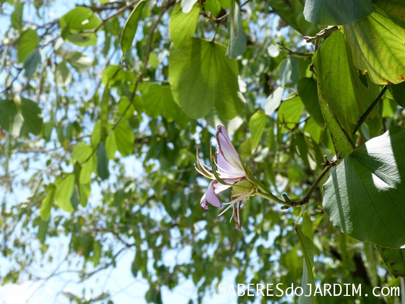 Pata de Vaca (Bauhinia Variegata)