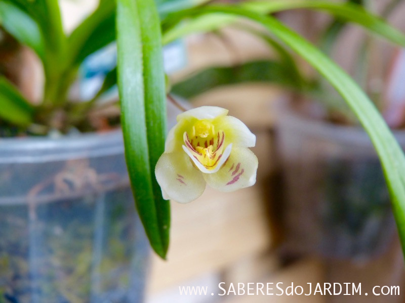 Orquídea Koellensteinia Graminea