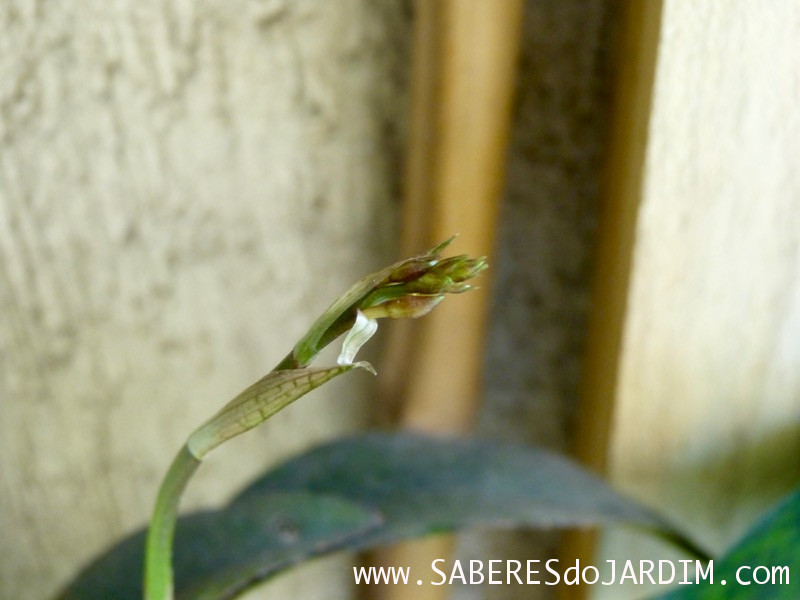 Orquídea Oeceoclades Maculata