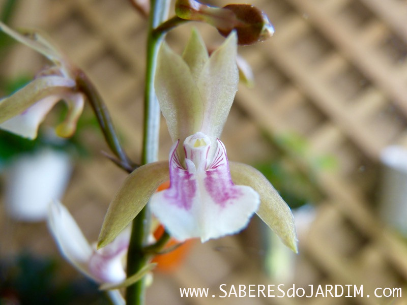 Orquídea Oeceoclades Maculata