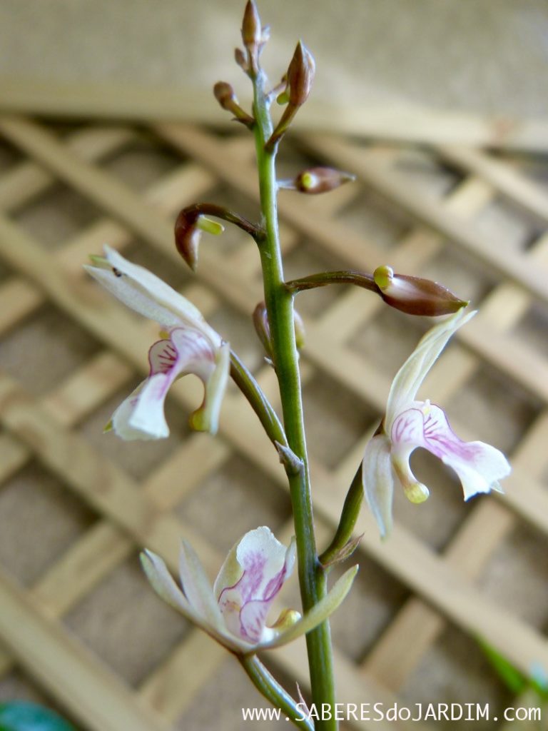 Orquídea Oeceoclades Maculata