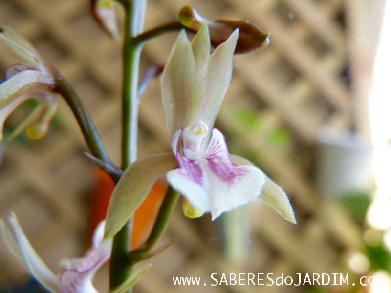 Orquídea Oeceoclades Maculata