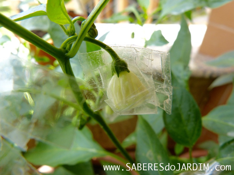 Como Isolar Flores de Pimenta