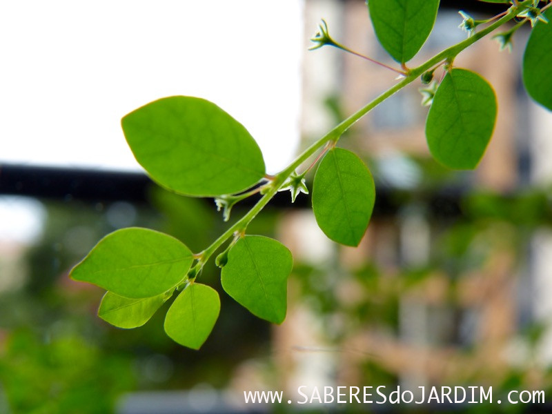 Quebra-Pedra (Phyllanthus Tenellus)