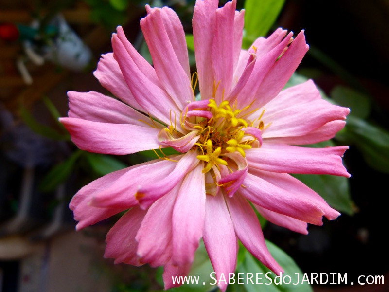 Zinnias Cactos