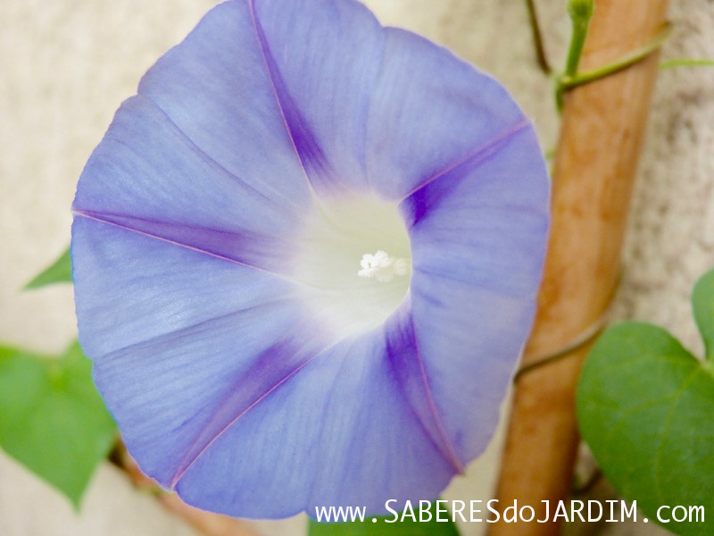 Ipoméia - Ipomoea Purpurea Azul Clara - Trepadeira