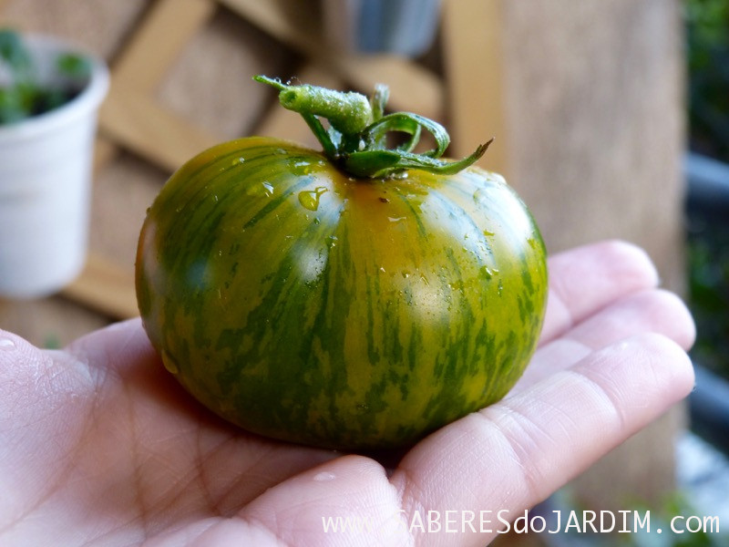 Tomate green zebra