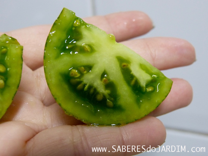 Tomate green zebra