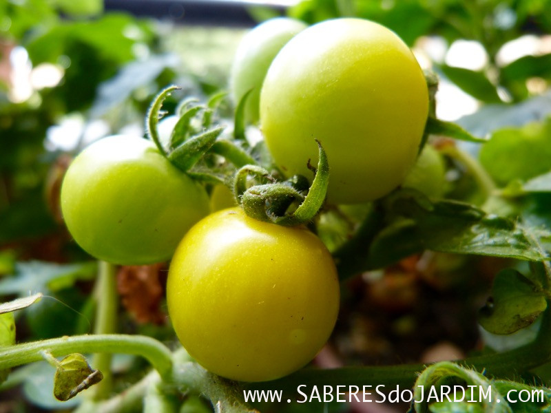 Tomate patio cherry gelb