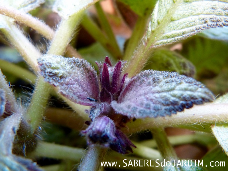 Planta Tapete - Episcia Cupreata