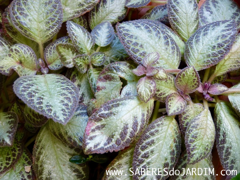 Planta Tapete - Episcia Cupreata