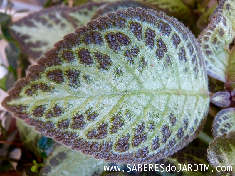 Planta Tapete - Episcia Cupreata