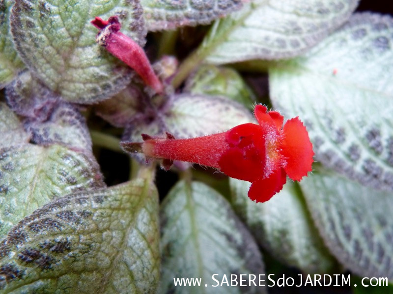 Planta Tapete - Episcia Cupreata