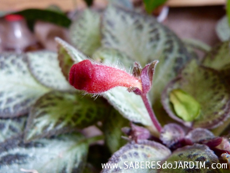 Planta Tapete - Episcia Cupreata