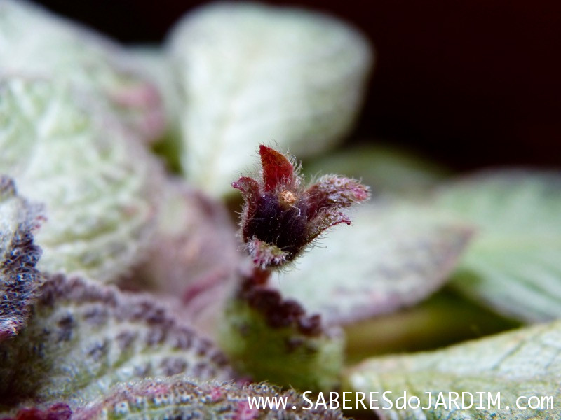 Planta Tapete - Episcia Cupreata