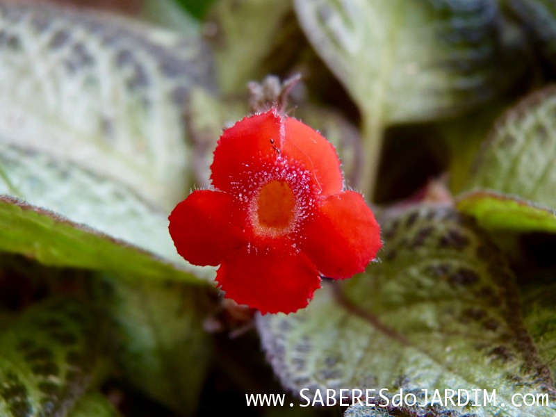 Planta Tapete - Episcia Cupreata